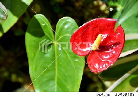 アンスリウム 観葉植物 アンスリウム 観葉植物 39069488