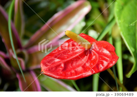 アンスリウム　観葉植物 39069489