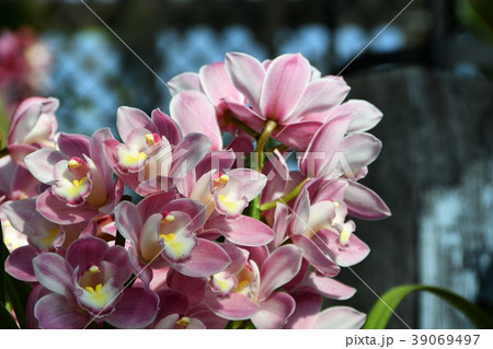 シンビジウム 39069497