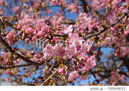 春　桜　さくら開花 39069632