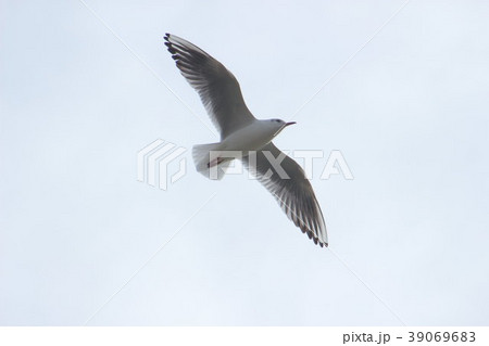 ユリカモメ (百合鴎) その20。 Black headed gull 39069683