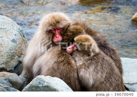 長野地獄谷温泉 スノーモンキー 39070040