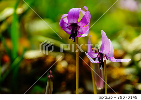 カタクリの花 39070149