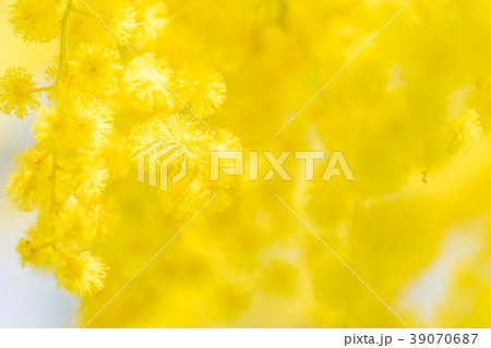 【東京都】アカシアの花 39070687