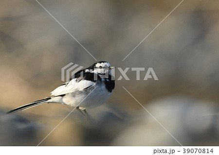 日暮れの河原に佇む「ハクセキレイ」 39070814