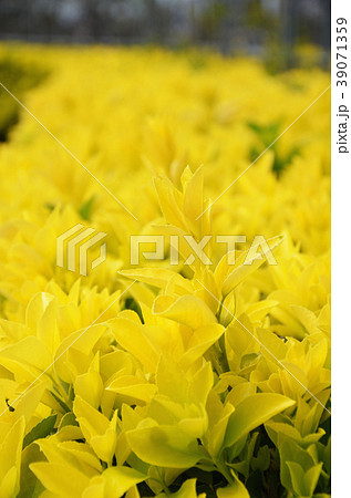 オウゴンマサキの写真素材