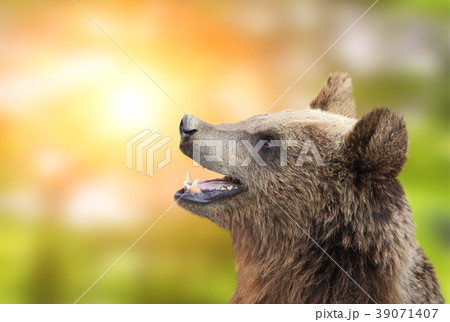 Brown bear on green sunny background Brown bear on green sunny background 39071407