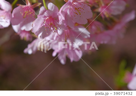 桜花のアップ 桜花のアップ 39071432