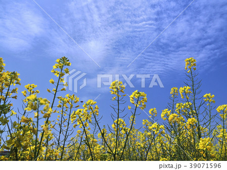 菜の花と雲-12565 菜の花と雲-12565 39071596