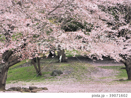 岩本山公園の桜-12583 39071602