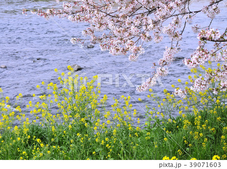 桜と菜の花-12585 39071603