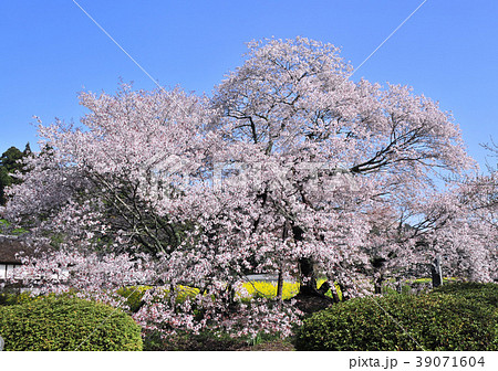 山桜-12590 39071604