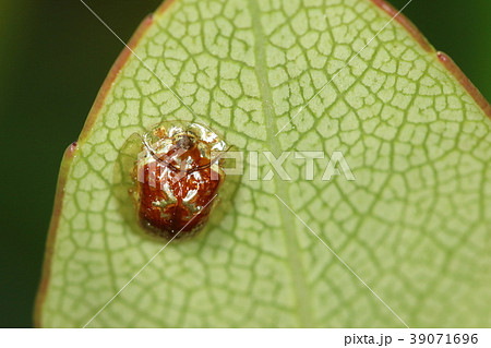 生き物 昆虫 セモンジンガサハムシ 背中にゴールドの マーク 赤い体に透明なマント とにかく派手の写真素材 生き物 昆虫 セモンジンガサハムシ 背中にゴールドの マーク 赤い体に透明なマント とにかく派手の写真素材