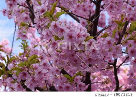 桜 桜 39071813