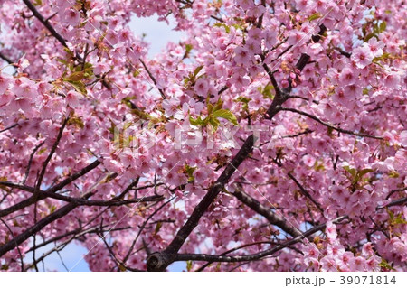 桜 桜 39071814