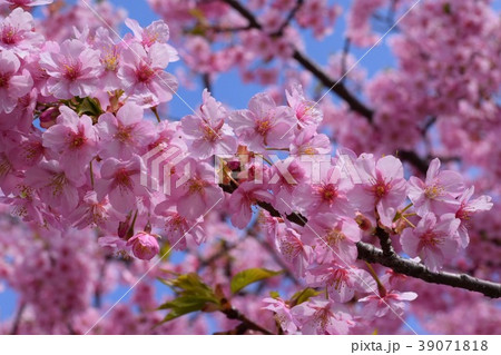 2018年 桜 2018年 桜 39071818