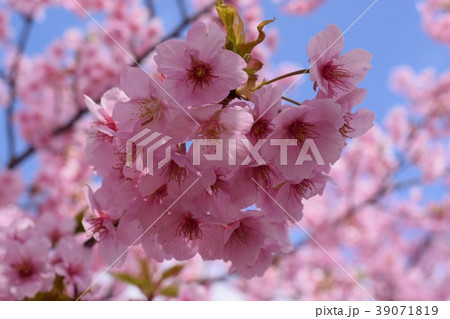 桜 桜 39071819