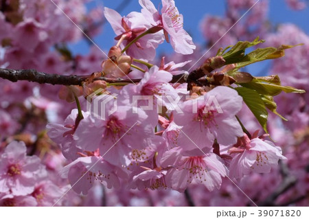 桜 桜 39071820