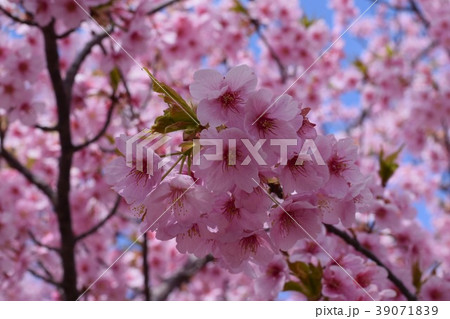 桜 桜 39071839