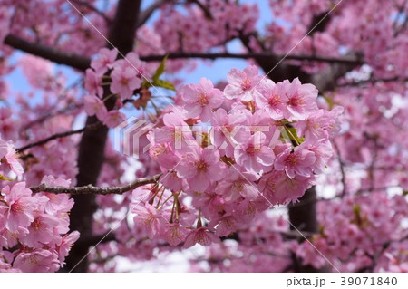 2018年 桜 2018年 桜 39071840