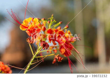 オオゴチョウ・花 オオゴチョウ・花 39072232