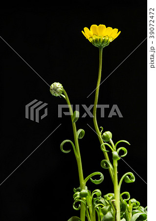 菊科の植物。ムルチコーレ。 菊科の植物。ムルチコーレ。 39072472