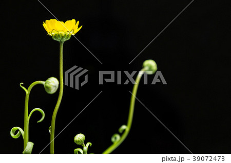 菊科の植物。ムルチコーレ。 菊科の植物。ムルチコーレ。 39072473