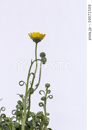 菊科の植物。ムルチコーレ。 39072509