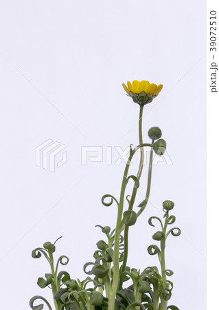 菊科の植物。ムルチコーレ。 39072510