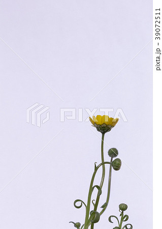 菊科の植物。ムルチコーレ。 菊科の植物。ムルチコーレ。 39072511