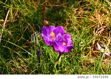 クロッカス 39072896