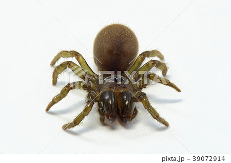 地蜘蛛 (深度合成) 39072914