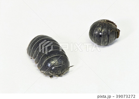 まる虫 (深度合成) 39073272