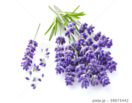 Lavender flowers on white background Lavender flowers on white background 39073442