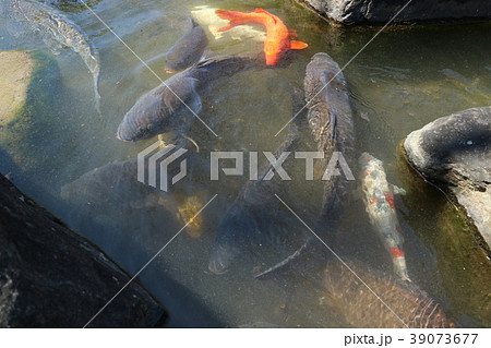 鯉 39073677