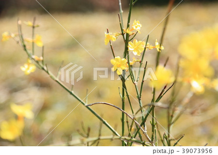 オウバイの花 39073956