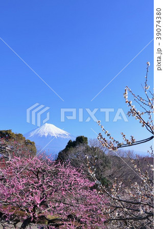 富士山と春の梅園 富士山と春の梅園 39074380