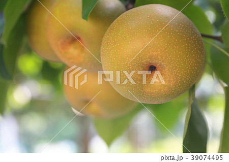 梨狩り 39074495
