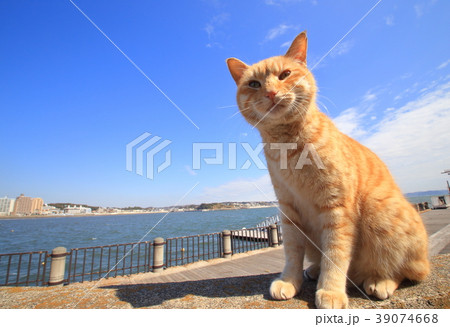 江ノ島の猫の写真素材 [39074668] - PIXTA