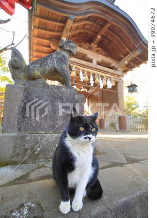 江ノ島の猫 39074672