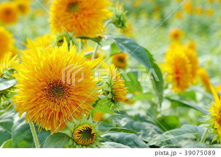 ひまわり畑 39075089