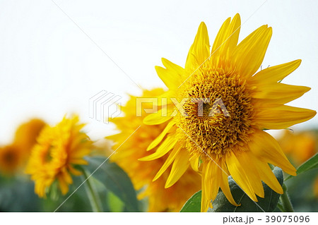 ひまわり畑 ひまわり畑 39075096