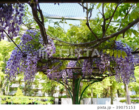 つるは時計回り / 野田の藤 39075153