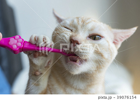 歯磨きをする猫 39076154
