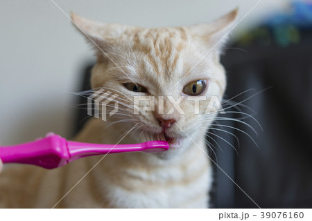 歯磨きをする猫 39076160