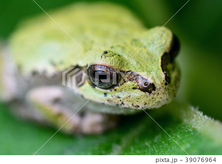 ニホンアマガエル 39076964