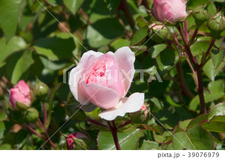 マリアテレジア マリアテレジア 39076979