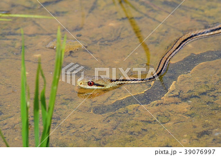 春の田んぼにシマヘビ 春の田んぼにシマヘビ 39076997