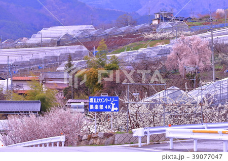 桜 39077047