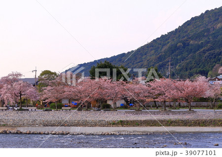 桜 桜 39077101